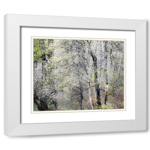 USA-Washington State-Fall City-Springtime cherry trees blooming along Snoqualmie River White Modern Wood Framed Art Print with Double Matting by Gulin, Sylvia