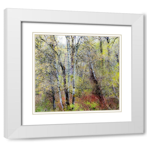 USA-Washington State-Fall City Cottonwoods just budding out in the spring White Modern Wood Framed Art Print with Double Matting by Gulin, Sylvia