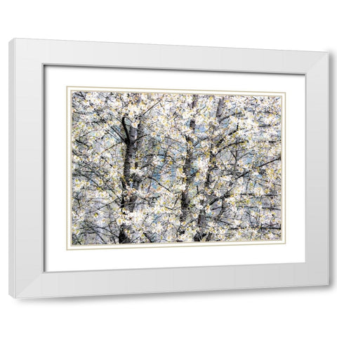 USA-Washington State-Fall City wild cherry springtime blooming White Modern Wood Framed Art Print with Double Matting by Gulin, Sylvia
