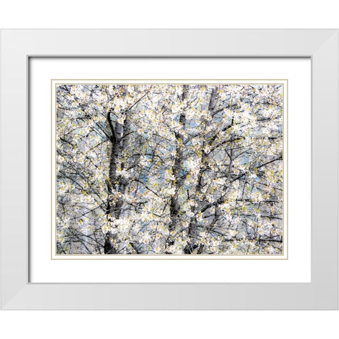 USA-Washington State-Fall City wild cherry springtime blooming White Modern Wood Framed Art Print with Double Matting by Gulin, Sylvia