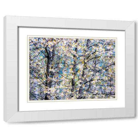 USA-Washington State-Fall City wild cherry springtime blooming White Modern Wood Framed Art Print with Double Matting by Gulin, Sylvia