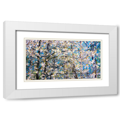 USA-Washington State-Fall City wild cherry springtime blooming White Modern Wood Framed Art Print with Double Matting by Gulin, Sylvia