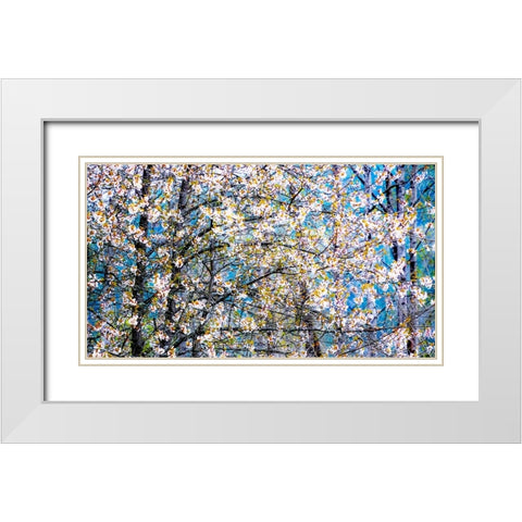 USA-Washington State-Fall City wild cherry springtime blooming White Modern Wood Framed Art Print with Double Matting by Gulin, Sylvia