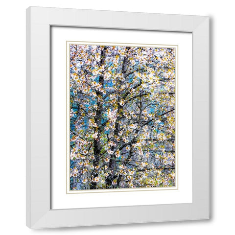 USA-Washington State-Fall City wild cherry springtime blooming White Modern Wood Framed Art Print with Double Matting by Gulin, Sylvia