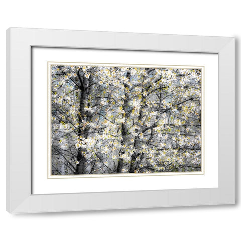 USA-Washington State-Fall City wild cherry springtime blooming White Modern Wood Framed Art Print with Double Matting by Gulin, Sylvia