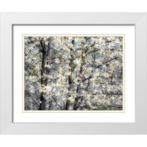 USA-Washington State-Fall City wild cherry springtime blooming White Modern Wood Framed Art Print with Double Matting by Gulin, Sylvia