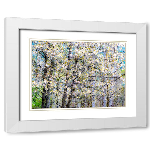 USA-Washington State-Fall City wild cherry springtime blooming White Modern Wood Framed Art Print with Double Matting by Gulin, Sylvia