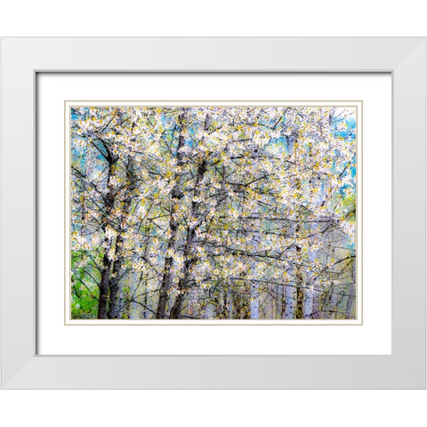 USA-Washington State-Fall City wild cherry springtime blooming White Modern Wood Framed Art Print with Double Matting by Gulin, Sylvia