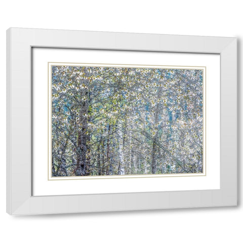 USA-Washington State-Fall City wild cherry springtime blooming White Modern Wood Framed Art Print with Double Matting by Gulin, Sylvia