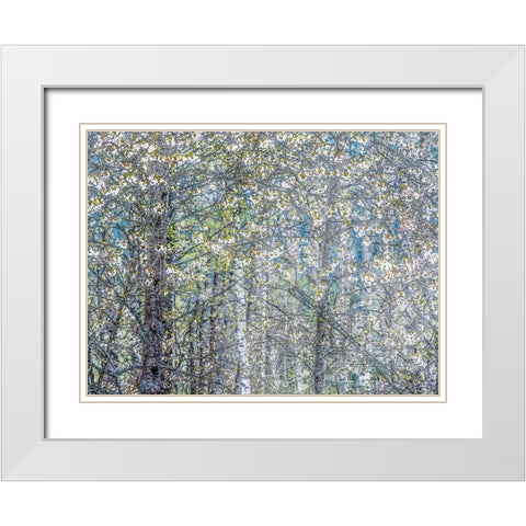 USA-Washington State-Fall City wild cherry springtime blooming White Modern Wood Framed Art Print with Double Matting by Gulin, Sylvia