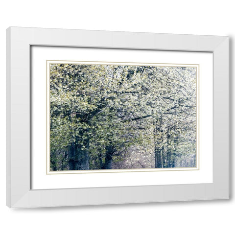 USA-Washington State-Fall City wild cherry springtime blooming White Modern Wood Framed Art Print with Double Matting by Gulin, Sylvia