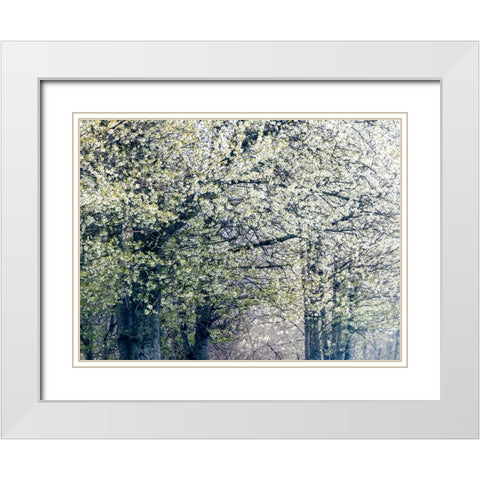 USA-Washington State-Fall City wild cherry springtime blooming White Modern Wood Framed Art Print with Double Matting by Gulin, Sylvia