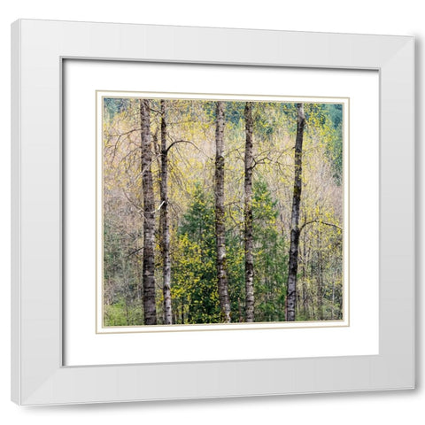 USA-Washington State-Fall City Cottonwoods just budding out in the spring along the Snoqualmie River White Modern Wood Framed Art Print with Double Matting by Gulin, Sylvia