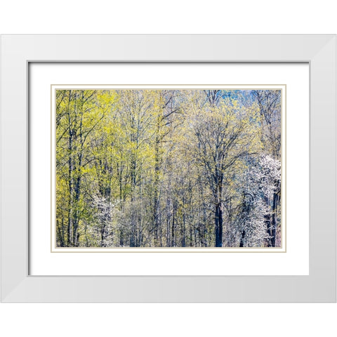 USA-Washington State-Fall City Cottonwoods just budding out in the spring along the Snoqualmie River White Modern Wood Framed Art Print with Double Matting by Gulin, Sylvia
