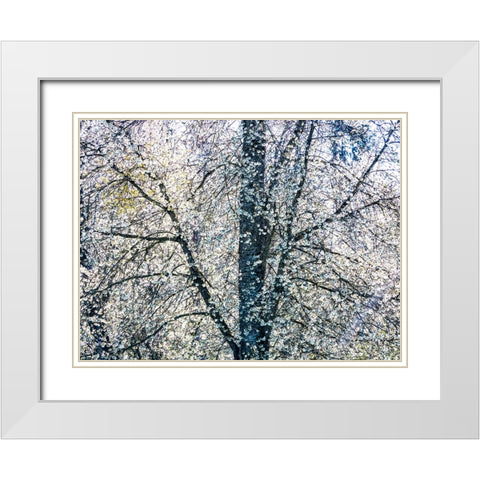 USA-Washington State-Fall City wild cherry springtime blooming White Modern Wood Framed Art Print with Double Matting by Gulin, Sylvia