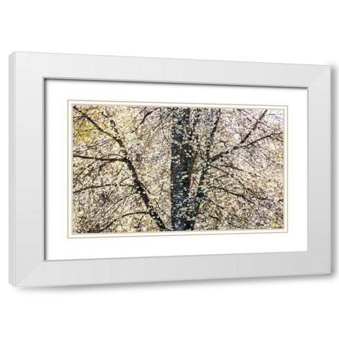 USA-Washington State-Fall City wild cherry springtime blooming White Modern Wood Framed Art Print with Double Matting by Gulin, Sylvia