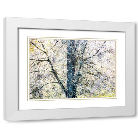 USA-Washington State-Fall City wild cherry springtime blooming White Modern Wood Framed Art Print with Double Matting by Gulin, Sylvia