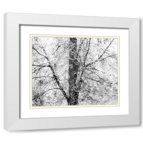 USA-Washington State-Fall City wild cherry springtime blooming White Modern Wood Framed Art Print with Double Matting by Gulin, Sylvia