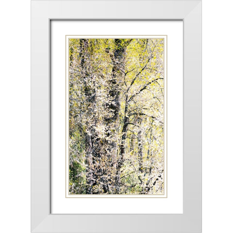 USA-Washington State-Fall City wild cherry springtime blooming White Modern Wood Framed Art Print with Double Matting by Gulin, Sylvia