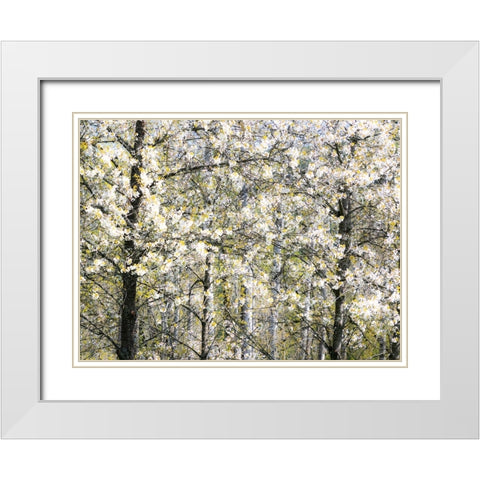 USA-Washington State-Fall City wild cherry springtime blooming White Modern Wood Framed Art Print with Double Matting by Gulin, Sylvia