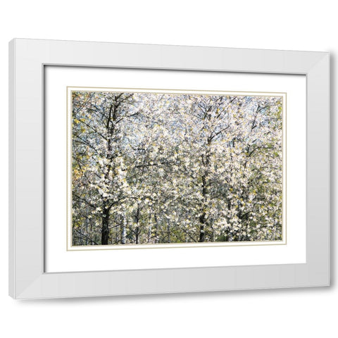 USA-Washington State-Fall City wild cherry springtime blooming White Modern Wood Framed Art Print with Double Matting by Gulin, Sylvia