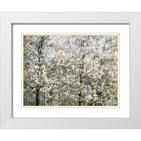 USA-Washington State-Fall City wild cherry springtime blooming White Modern Wood Framed Art Print with Double Matting by Gulin, Sylvia