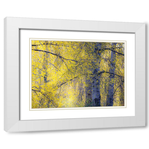 USA-Washington State-Fall City Cottonwoods just budding out in the spring along the Snoqualmie River White Modern Wood Framed Art Print with Double Matting by Gulin, Sylvia