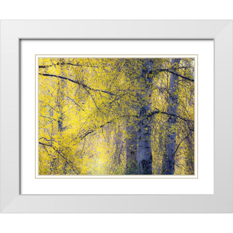 USA-Washington State-Fall City Cottonwoods just budding out in the spring along the Snoqualmie River White Modern Wood Framed Art Print with Double Matting by Gulin, Sylvia