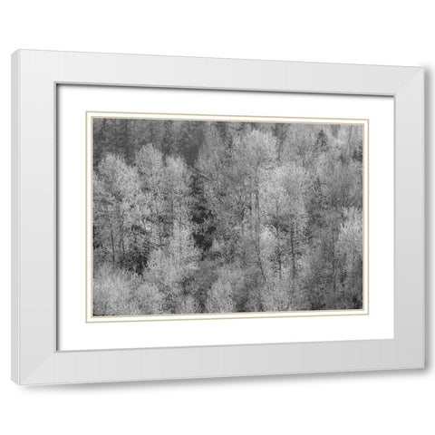 USA-Washington State-Fall City hillside of Cottonwoods just budding out in the spring White Modern Wood Framed Art Print with Double Matting by Gulin, Sylvia