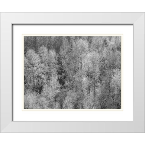 USA-Washington State-Fall City hillside of Cottonwoods just budding out in the spring White Modern Wood Framed Art Print with Double Matting by Gulin, Sylvia