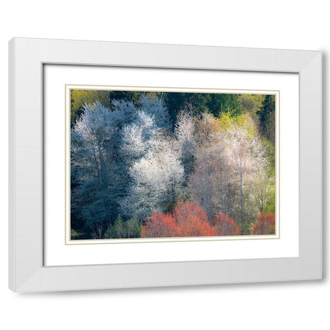 USA-Washington State-Fall City wild cherry springtime blooming White Modern Wood Framed Art Print with Double Matting by Gulin, Sylvia