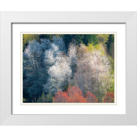 USA-Washington State-Fall City wild cherry springtime blooming White Modern Wood Framed Art Print with Double Matting by Gulin, Sylvia