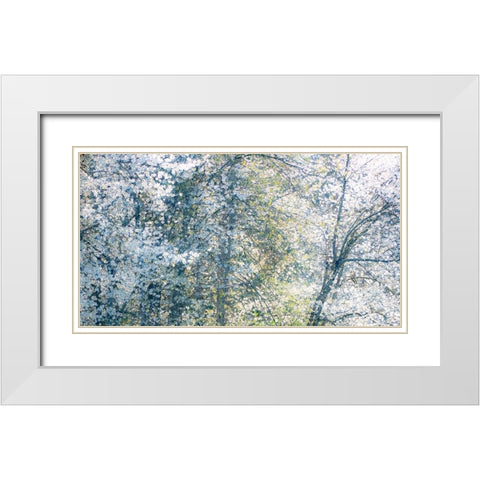 USA-Washington State-Fall City wild cherry springtime blooming White Modern Wood Framed Art Print with Double Matting by Gulin, Sylvia
