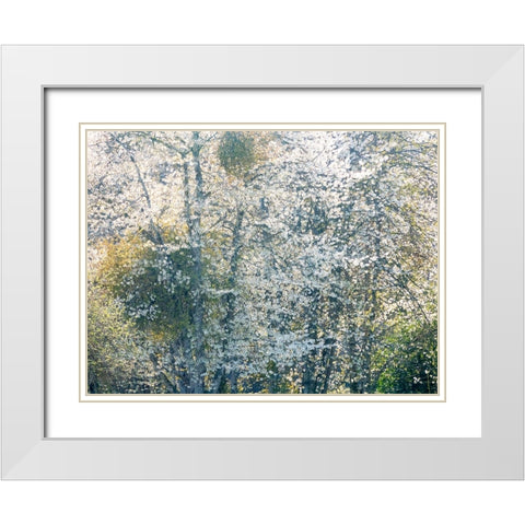 USA-Washington State-Fall City wild cherry springtime blooming White Modern Wood Framed Art Print with Double Matting by Gulin, Sylvia