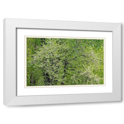 USA-Washington State-Pacific Northwest-Fall City springtime and flowering wild Cherry White Modern Wood Framed Art Print with Double Matting by Gulin, Sylvia