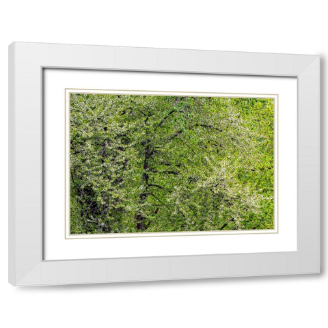 USA-Washington State-Pacific Northwest-Fall City springtime and flowering wild Cherry White Modern Wood Framed Art Print with Double Matting by Gulin, Sylvia