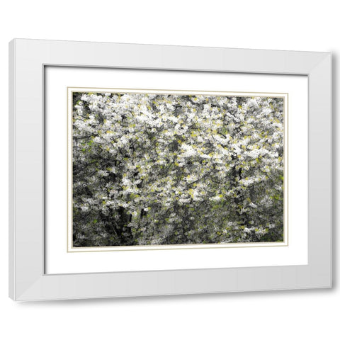 USA-Washington State-Pacific Northwest-Fall City springtime and flowering wild Cherry White Modern Wood Framed Art Print with Double Matting by Gulin, Sylvia