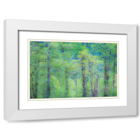USA-Washington State-Pacific Northwest Preston and just leafing out Cottonwoods White Modern Wood Framed Art Print with Double Matting by Gulin, Sylvia