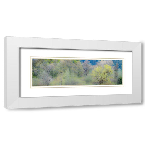 USA-Washington State-Pacific Northwest-Fall City springtime and Cottonwood trees just budding out White Modern Wood Framed Art Print with Double Matting by Gulin, Sylvia