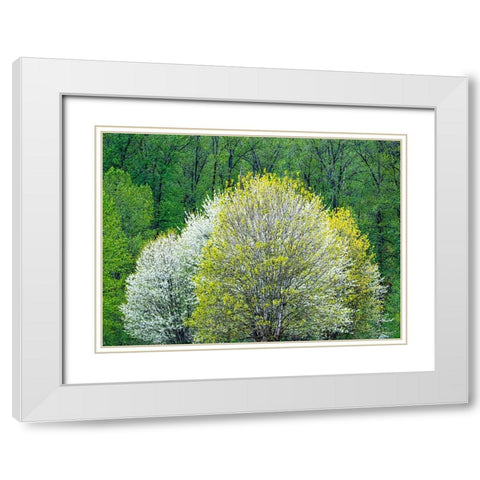 USA-Washington State-Pacific Northwest-Fall City springtime and flowering wild Cherry White Modern Wood Framed Art Print with Double Matting by Gulin, Sylvia