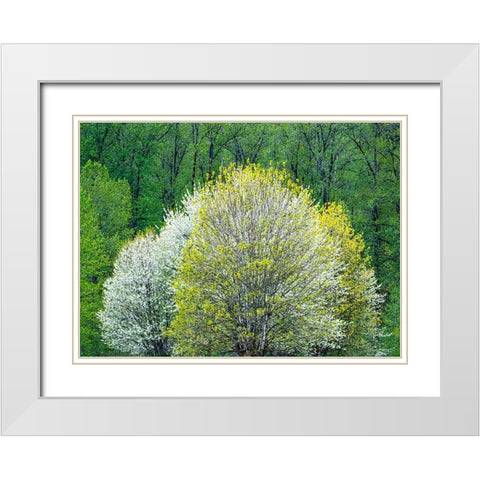 USA-Washington State-Pacific Northwest-Fall City springtime and flowering wild Cherry White Modern Wood Framed Art Print with Double Matting by Gulin, Sylvia