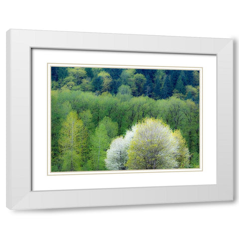 USA-Washington State-Pacific Northwest-Fall City springtime and flowering wild Cherry White Modern Wood Framed Art Print with Double Matting by Gulin, Sylvia