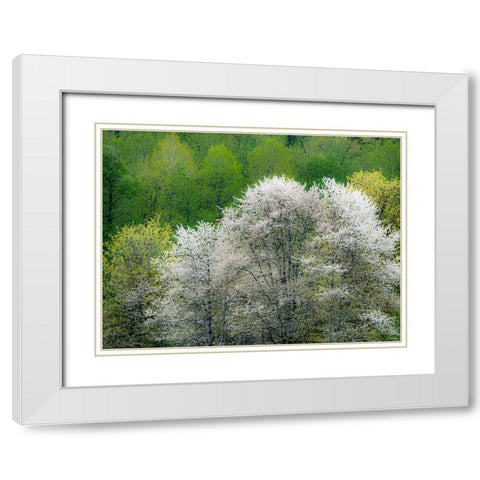 USA-Washington State-Pacific Northwest-Fall City springtime and flowering wild Cherry White Modern Wood Framed Art Print with Double Matting by Gulin, Sylvia