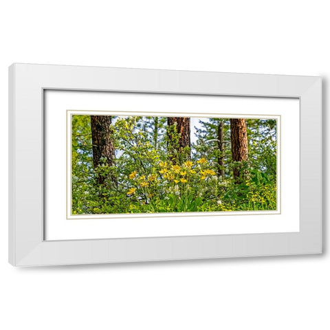 USA-Washington State-Leavenworth Balsamroot blooming amongst Ponderosa Pine White Modern Wood Framed Art Print with Double Matting by Gulin, Sylvia
