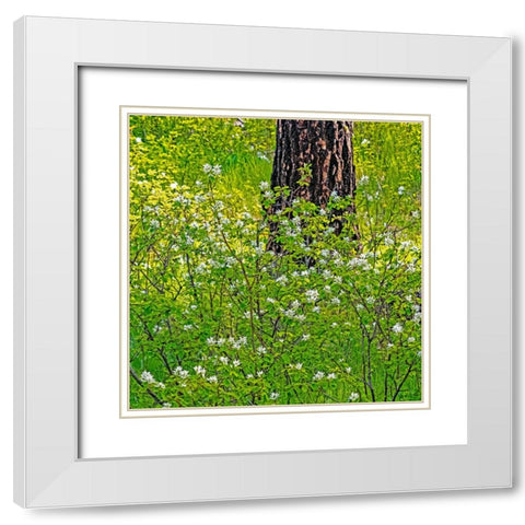 USA-Washington State-Leavenworth white flowering bush amongst Ponderosa Pine White Modern Wood Framed Art Print with Double Matting by Gulin, Sylvia