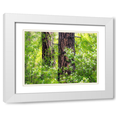 USA-Washington State-Leavenworth white flowering bush amongst Ponderosa Pine White Modern Wood Framed Art Print with Double Matting by Gulin, Sylvia