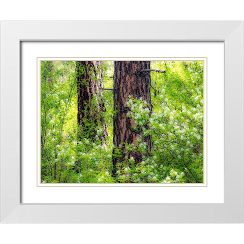 USA-Washington State-Leavenworth white flowering bush amongst Ponderosa Pine White Modern Wood Framed Art Print with Double Matting by Gulin, Sylvia