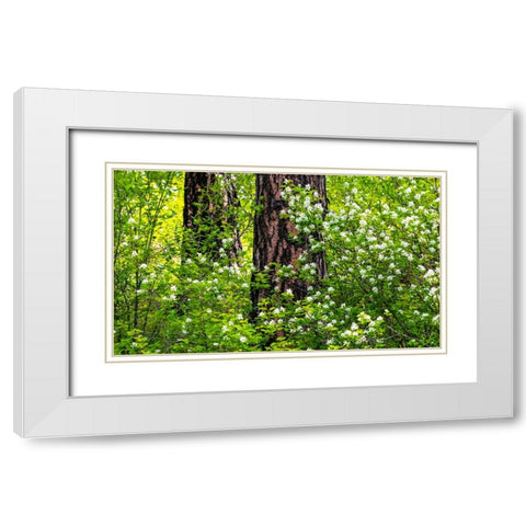 USA-Washington State-Leavenworth white flowering bush amongst Ponderosa Pine White Modern Wood Framed Art Print with Double Matting by Gulin, Sylvia
