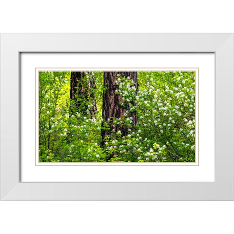 USA-Washington State-Leavenworth white flowering bush amongst Ponderosa Pine White Modern Wood Framed Art Print with Double Matting by Gulin, Sylvia