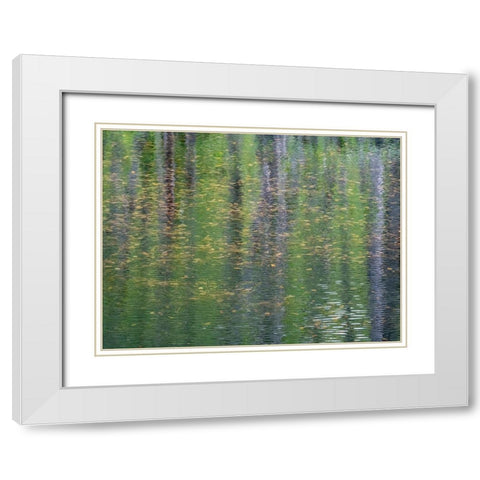 USA-Washington State-Old Cascade Highway off of Highway 2 and pond reflecting alder trees White Modern Wood Framed Art Print with Double Matting by Gulin, Sylvia